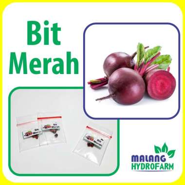 Benih Bit Merah Unggulan berkualitas biji buah beet root beetroot ubi bibit hydroponik hidroponik sa