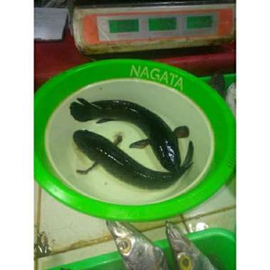 ikan gabus segar 500 gr