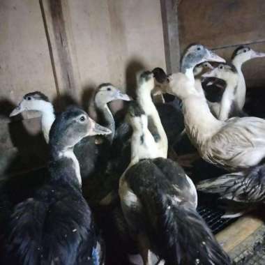 Bebek Entok 1 ekor 1.5 grm