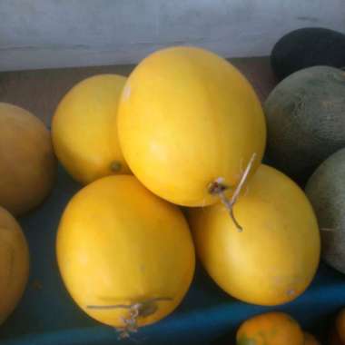 buah melon melon oren