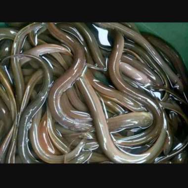 Ikan Belut Segar Fresh Hidup 1 kg