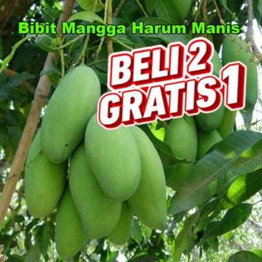 bibit mangga harum manis | Pohon mangga arum manis Unggulan cepat berbuah