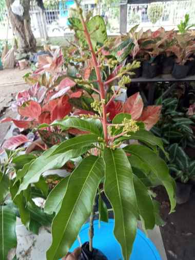 bibit mangga harum manis | Pohon mangga arum manis Unggulan sudah berbunga/buah