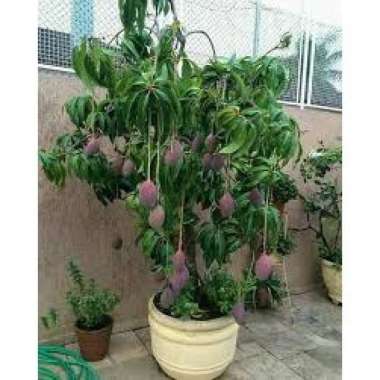 pohon mangga irwin cepat berbuah