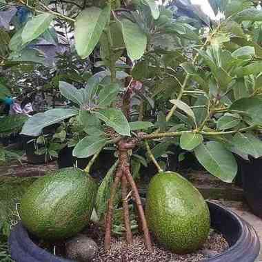 Alpukat mentega jumbo