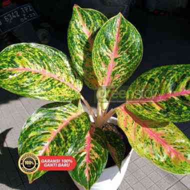 aglonema big papa | aglonema bigpapa lovely | aglonema big papa dewasa | aglaonema big papa Dewasa 2