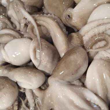 GURITA KECIL / BABY OCTOPUS SEGAR 1kg
