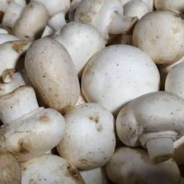 JAMUR KANCING SEGAR / SAYURAN SEGAR 250gr