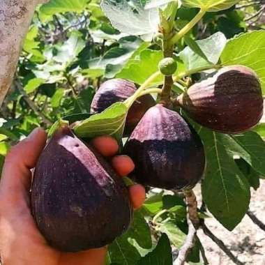 bibit buah tin super / buah surga