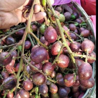 bibit matoa merah paket 4 bibit murah cepat berbuah