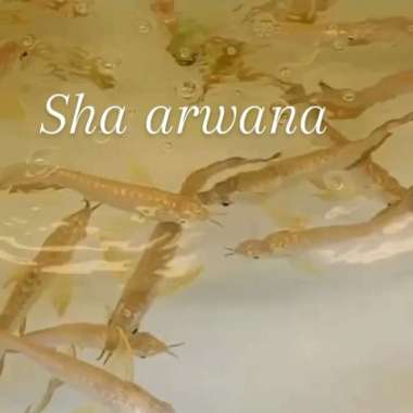 arwana golden 24k ikan arwana Multivariasi Multicolor