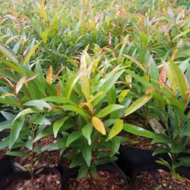 Jual Bibit Tanaman Hias Terbaru 2021 Harga Murah Blibli