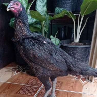 Terbaru Ayam Betina Pencetak Bulbi Magon Mangon Pakhoy Asel Ganoi