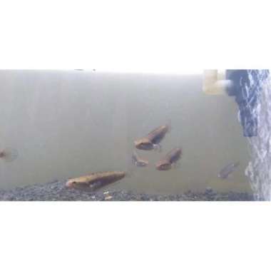OEM ikan channa blue pulchra 3 4cm V