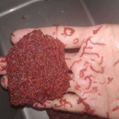 OEM Cacing Darah Beku Bloodworm Plankton 1 kg Terlaris