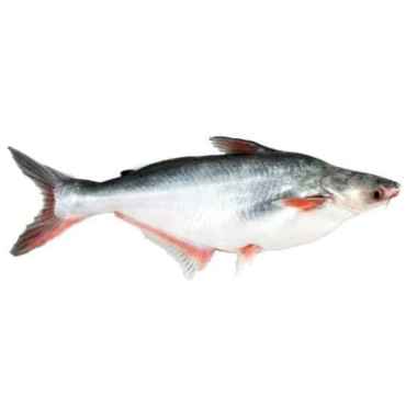 AFCBandung - Ikan Patin Segar [1 kg/ 2-3 ekor]