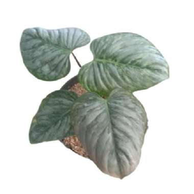 Tanaman Hias Daun Philodendron Mamei Silver