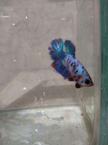 Jual Ikan Cupang Harga Murah Online Baru Harga Termurah Agustus 2020 Blibli Com