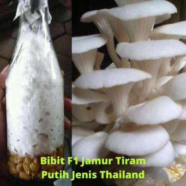 Daftar Harga Jamur Tiram Putih 2019 Murah Blibli Com