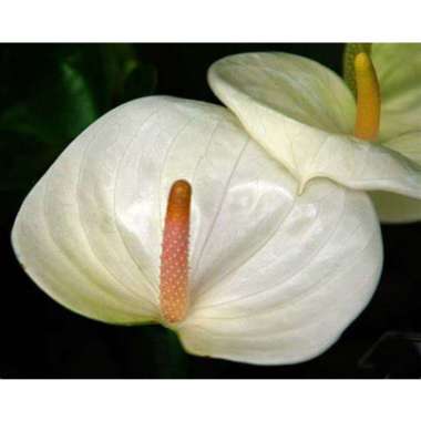 Tanaman Hias Anthurium Adreanum - Bunga Anthurium Putih
