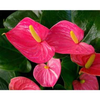 Tanaman Hias Anthurium Adreanum - Bunga Anthurium Merah