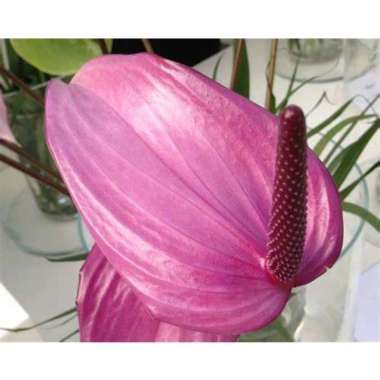 Tanaman Hias Anthurium Adreanum - Bunga Anthurium Ungu