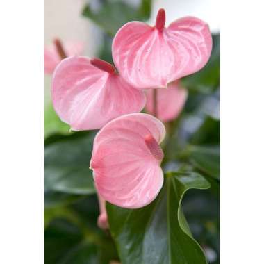 Tanaman Hias Anthurium Adreanum - Bunga Anthurium pink
