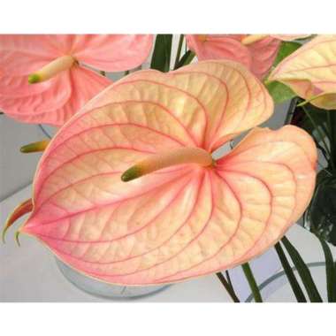 Tanaman Hias Anthurium Adreanum - Bunga Anthurium orange