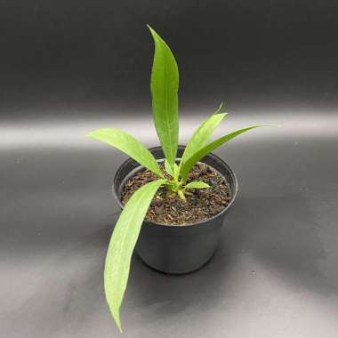 Tanaman Hias Anthurium Vittarifolium - Bunga Anthurium