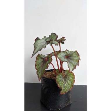 Tanaman Hias begonia keong silver - bibit bunga begonia momoyama - plantstara