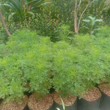 Tanaman hias cemara air - pohon cemara air JABODETABEK