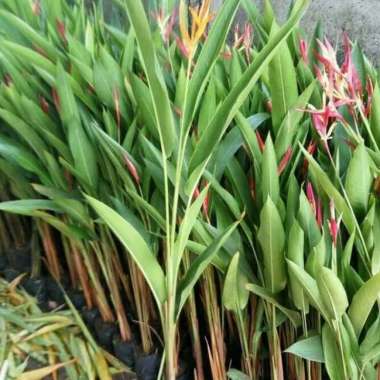 tanaman pisang heliqonea--tanaman pisang-pisangan -