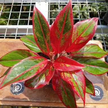 Jual Tanaman Hias Aglonema Online Harga Termurah Januari 2021 Blibli