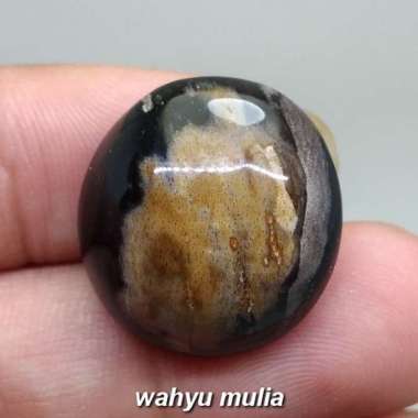 Fosil Batu Galih Kelor Hitam Coklat asli (Kode 1588) hitam coklat