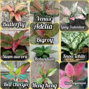 Paket 10 Tanaman Hias Aglonema - Paket Aglonema Murah --