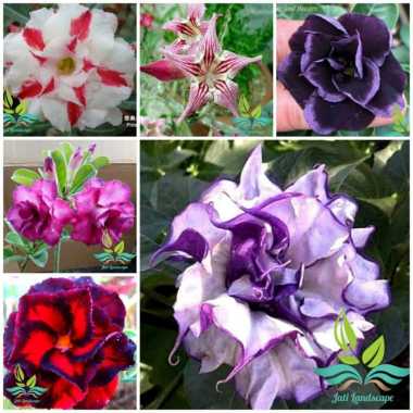 Paket 6 Tanaman Hias Bibit Bunga Kamboja Adenium Bunga Tumpuk --