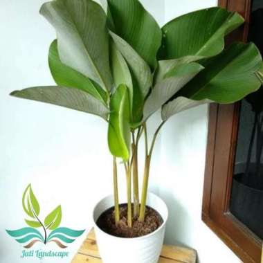 Tanaman Hias Calathea Lutea- Pisang Calathea --