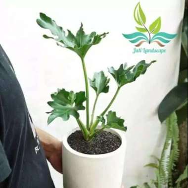 Tanaman Hias Philodendrum - Monstera Philo Jari --