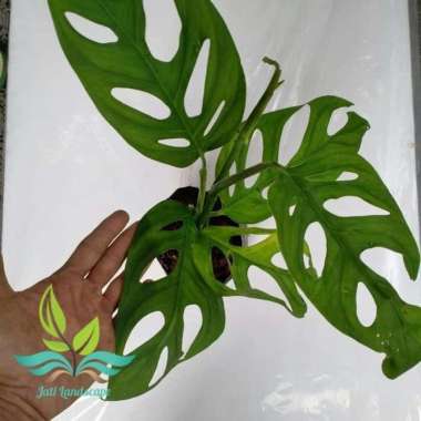 Tanaman Monstera Janda Bolong Ukuran Besar --