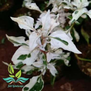 Tanaman hias krokot salju krokot putih pohon crokot --