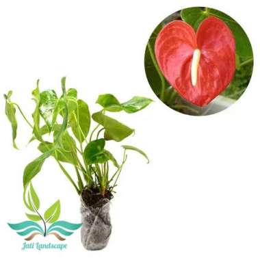 tanaman hias anthurium bunga-antorium mikimos-anthurium mini --