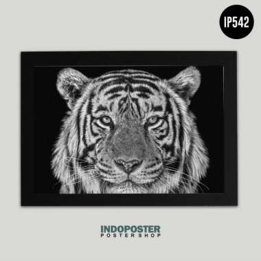 Poster Hiasan Dinding Harimau Hitam Putih INDOPOSTER A2 60X40cm