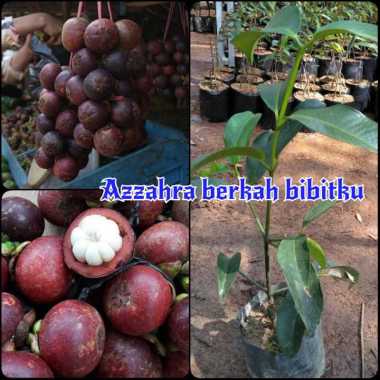 Azzahra berkah bibitku tanaman buah manggis Wanayasa