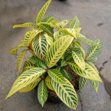 Tanaman Aphelandra Kuning