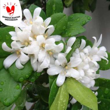 Tanaman Kemuning Jepang