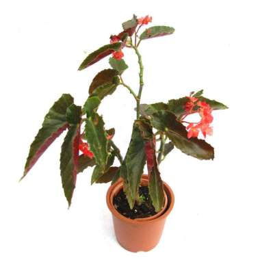 Tanaman Rex Begonia