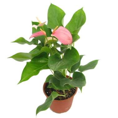 Tanaman Anthurium Mini Pink