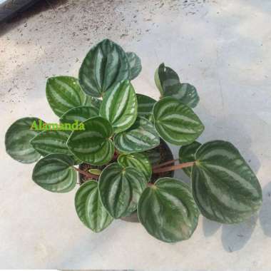 Tanaman Peperomia Watermelon