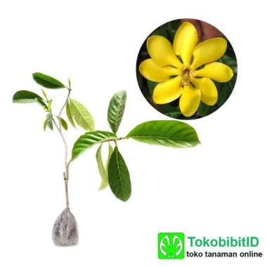 Tanaman Gardenia Carinata