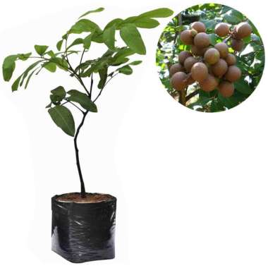 Bibit Kelengkeng Pingpong 40cm